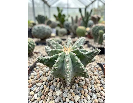 astrophytum myriostigma