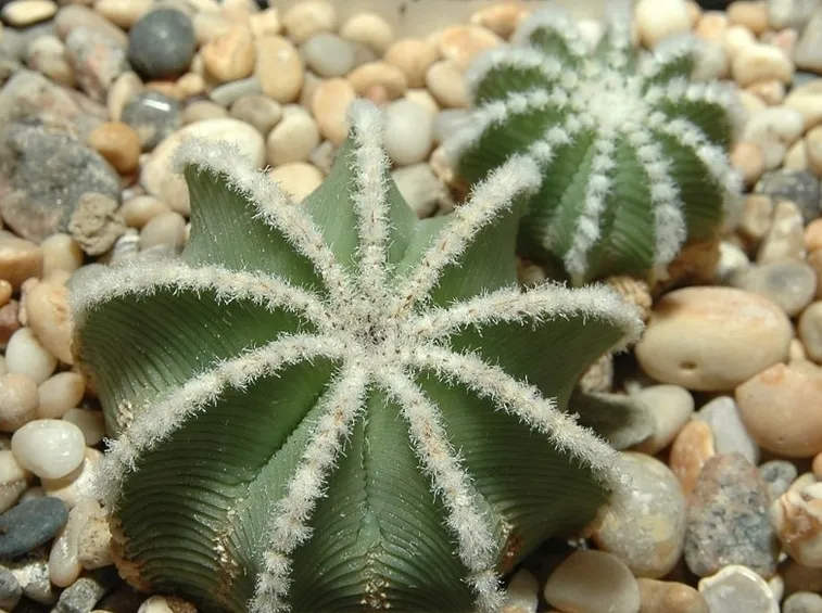 Aztekium