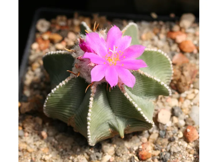 Aztekium 