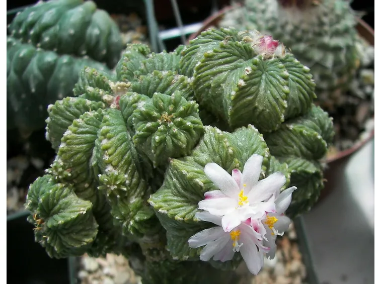 Aztekium 