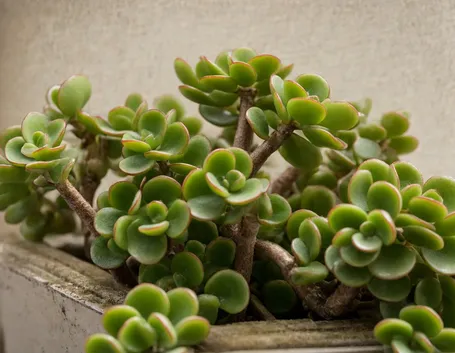 Crassula 