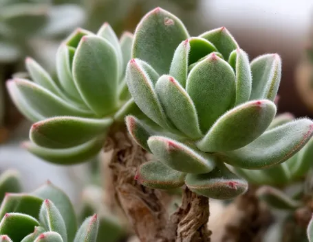 Echeveria 