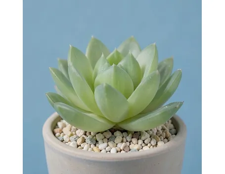 haworthia cymbiformis