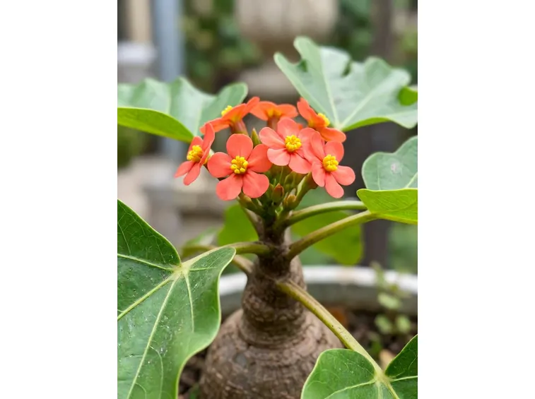Jatropha podagrica 