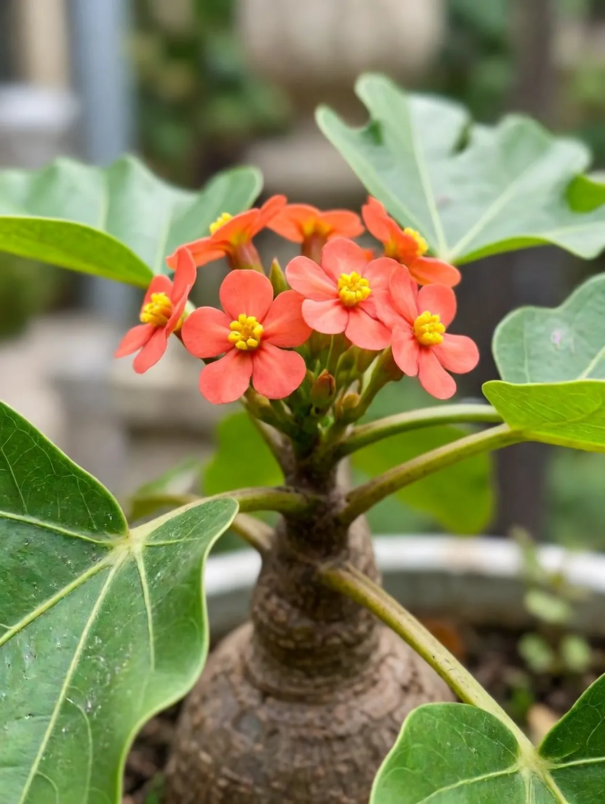 Jatropha podagrica 