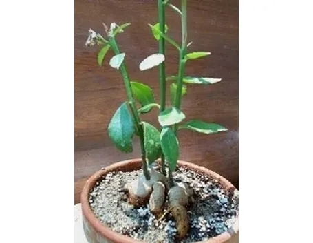 Monadenium invenustum