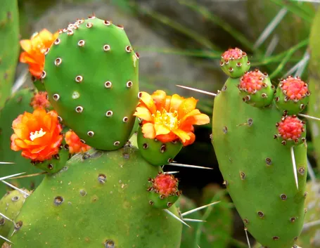 Opuntia 