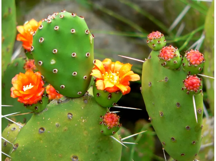 Opuntia 