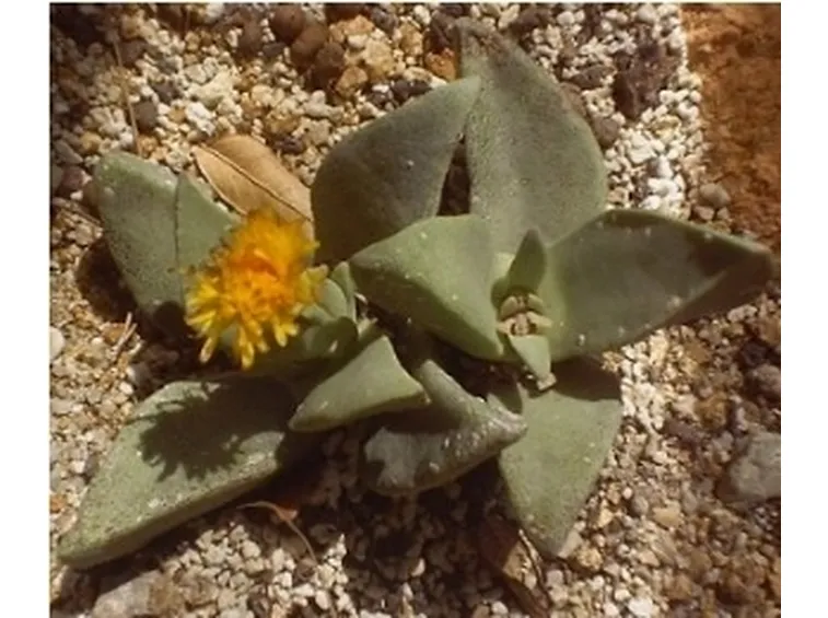 Pleiospilos bolusii 