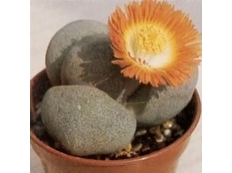 Pleiospilos bolusii 