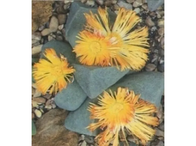 Pleiospilos bolusii 