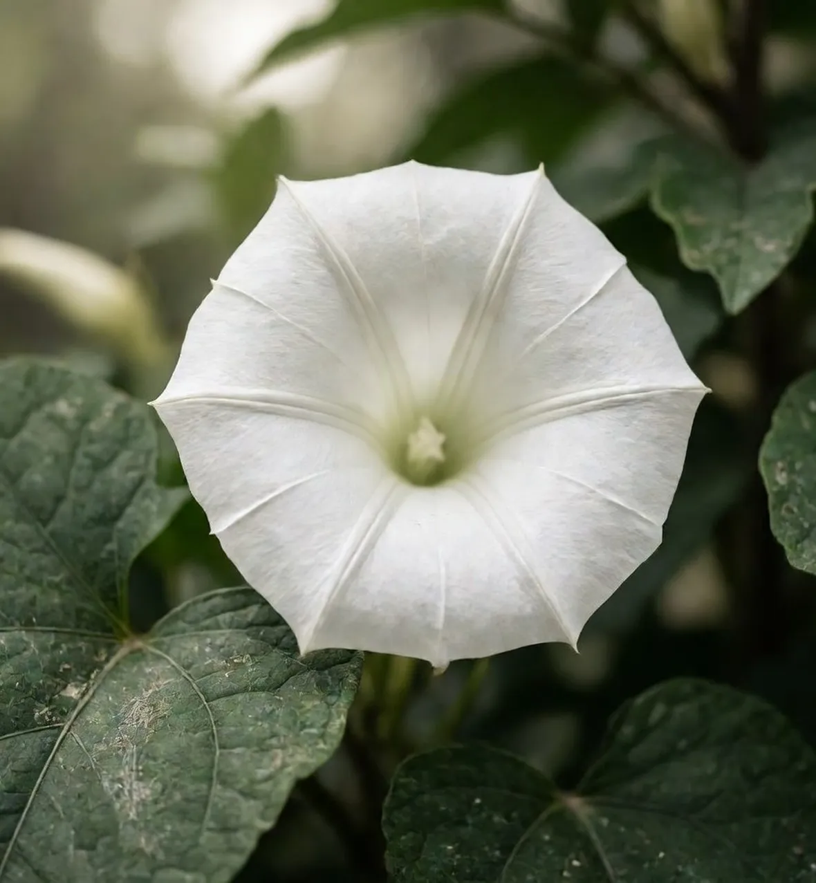 datura