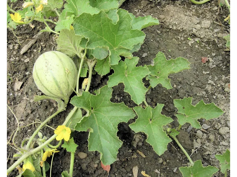 frutto di melone