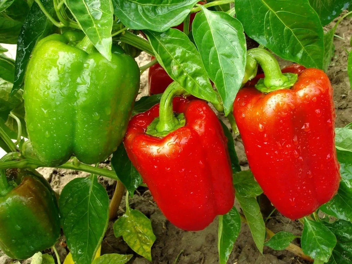 Pianta peperoni