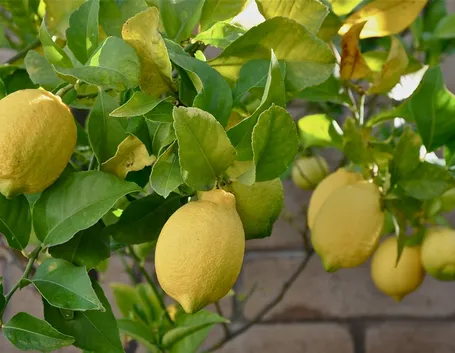 pianta di limoni