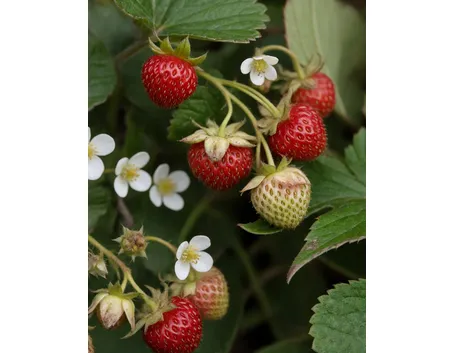 fragole