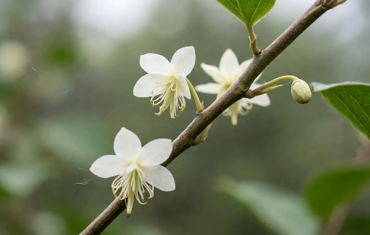 Fiori di kiwi