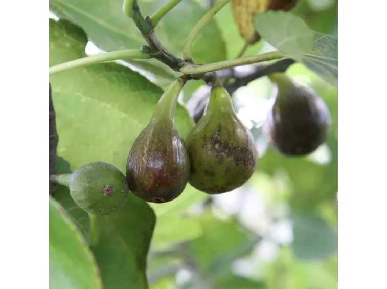 fichi