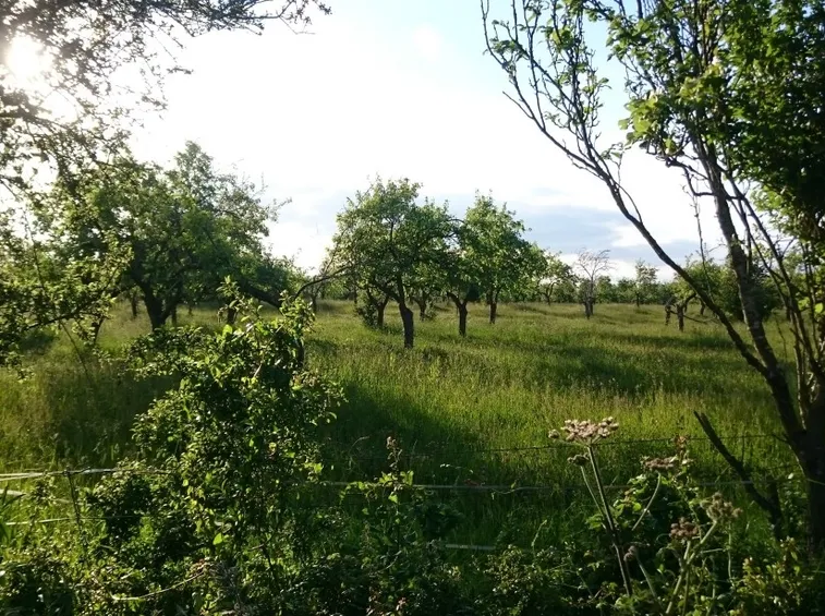 piante da frutto