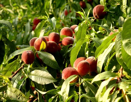 pianta di pesche