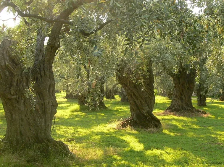 Grandi alberi di olivo
