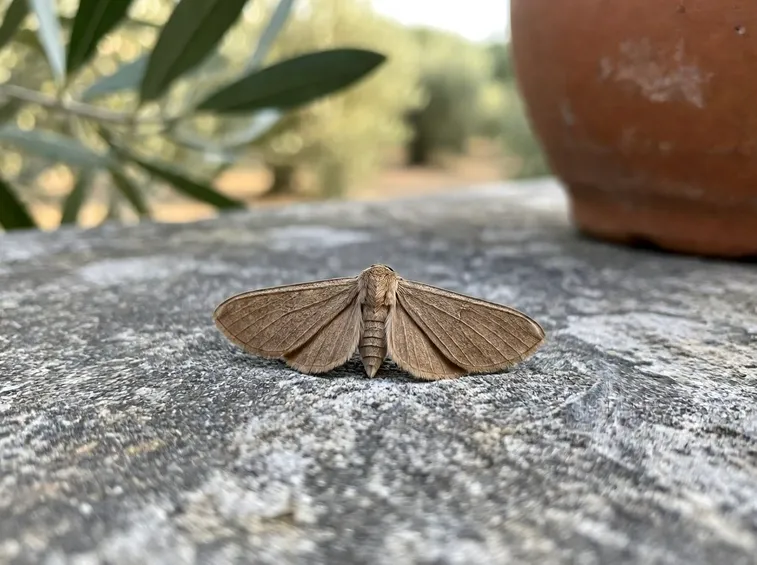 Tignola