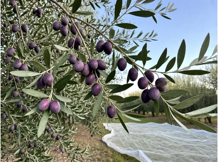 Il periodo cambia con la zona, la cultivar e l'andamento della stagione