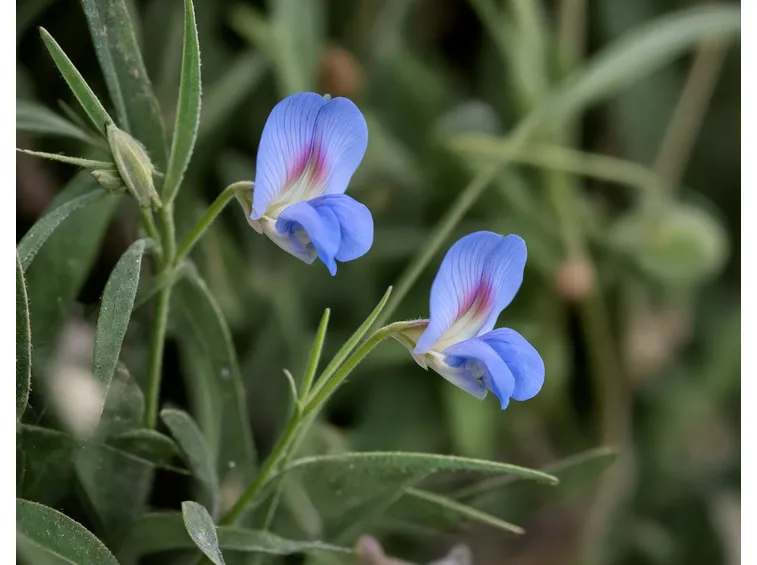 Fiori cicerchia