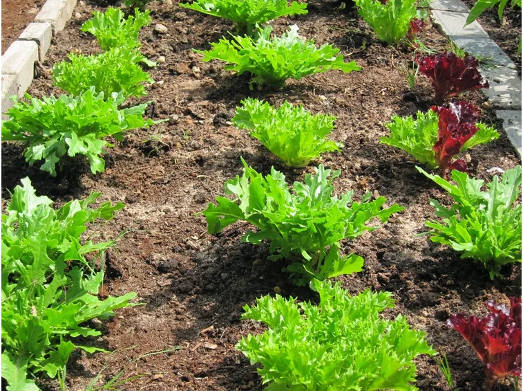 rucola