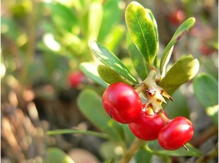 frutti uva ursina