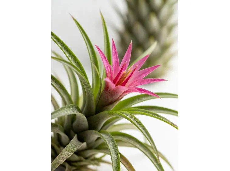 tillandsia
