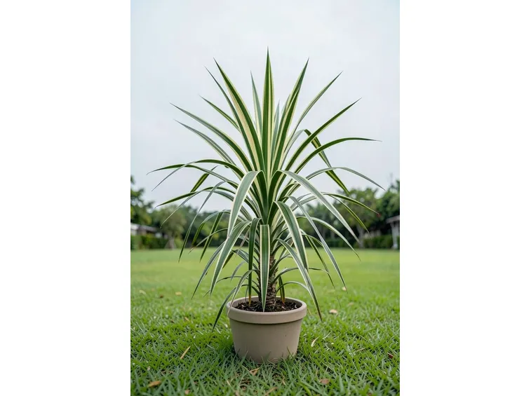 Dracena