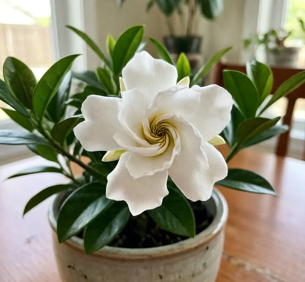 gardenia