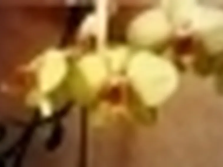 phalaenopsis