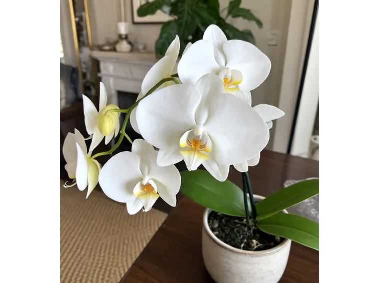 Orchidea