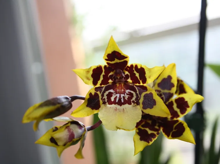 Fiore di orchidea cambria