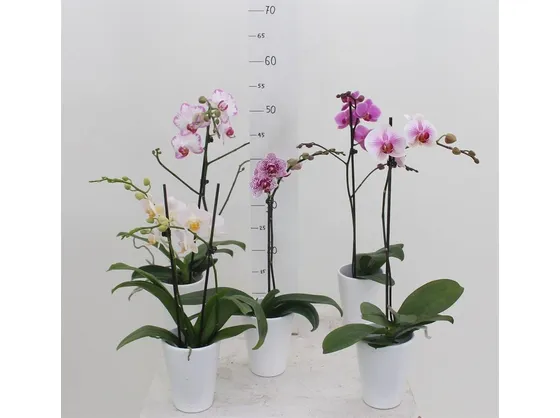 Piante di orchidee