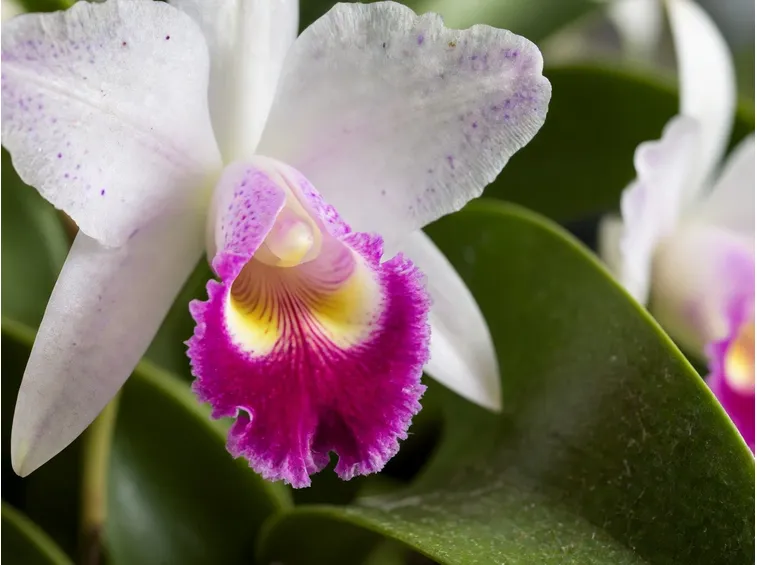Orchidee Cattleya 