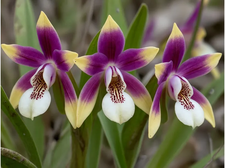 orchidee spontanee