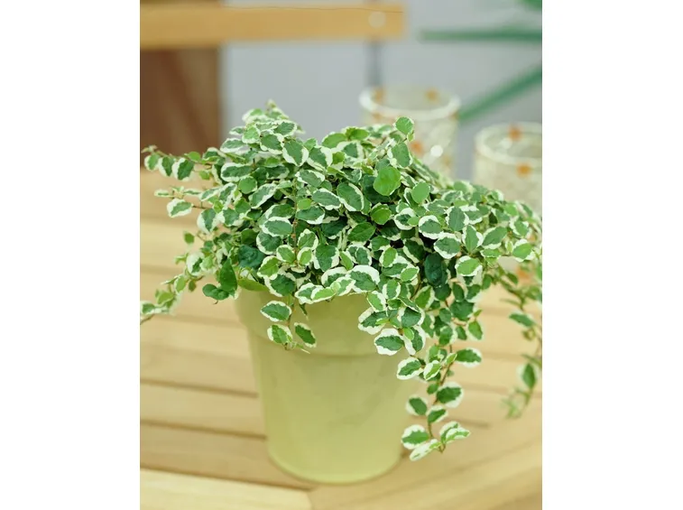 ficus pumila