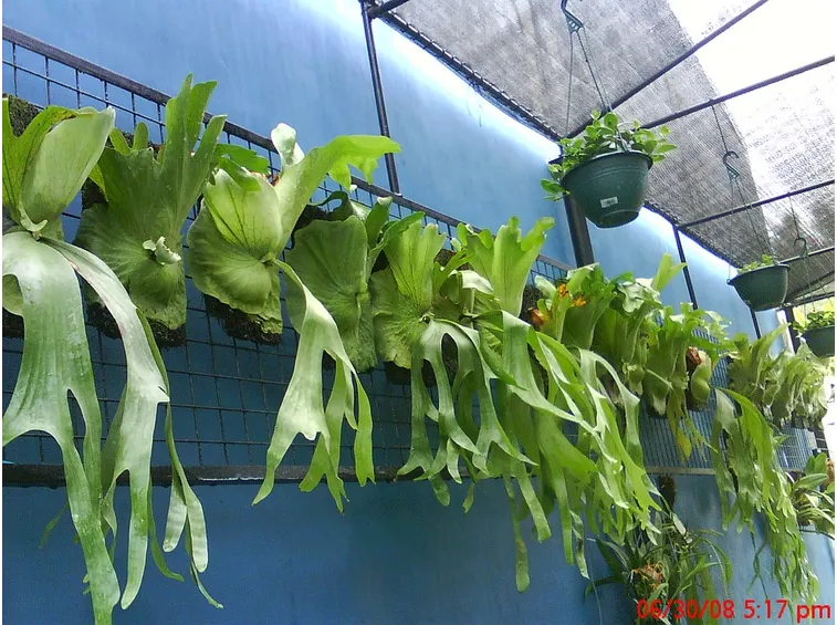platycerium