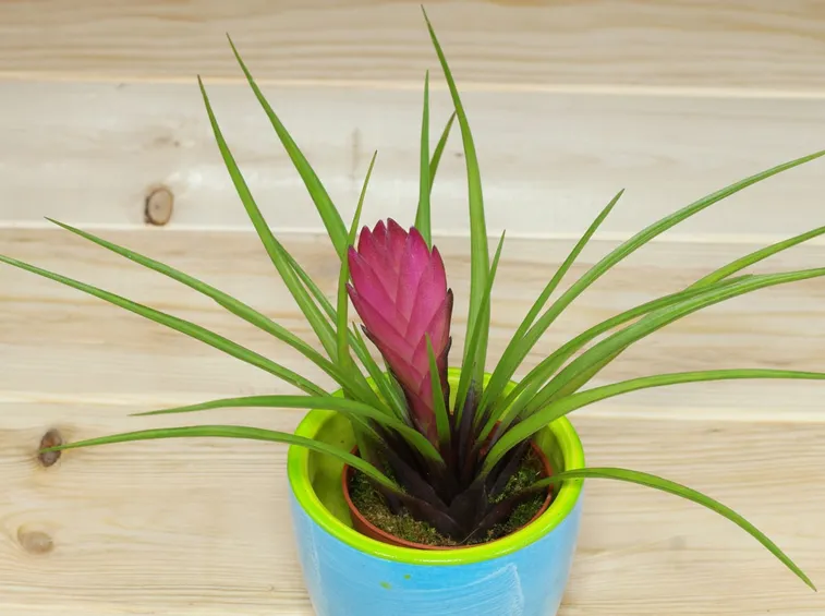 Tillandsia cyanea