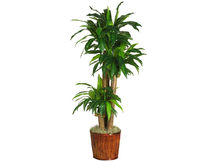 Dracena