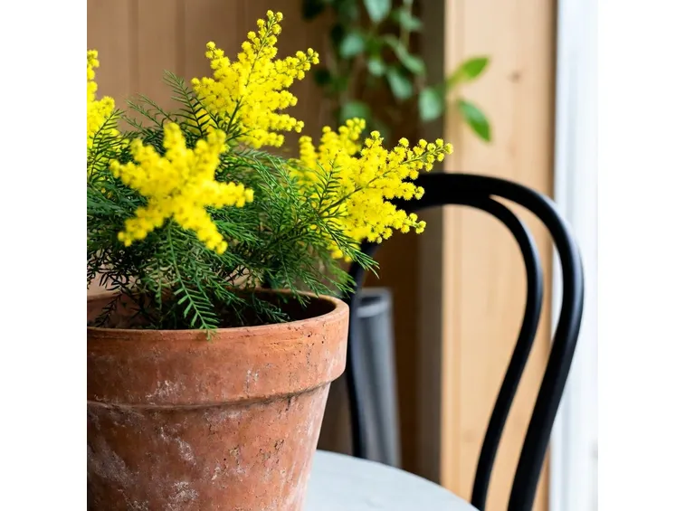 mimosa