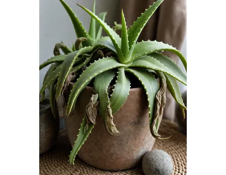 aloe 
