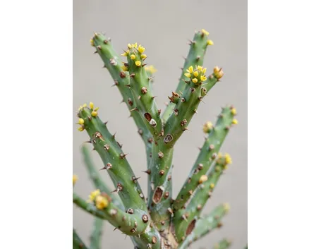 Euphorbia atrispina