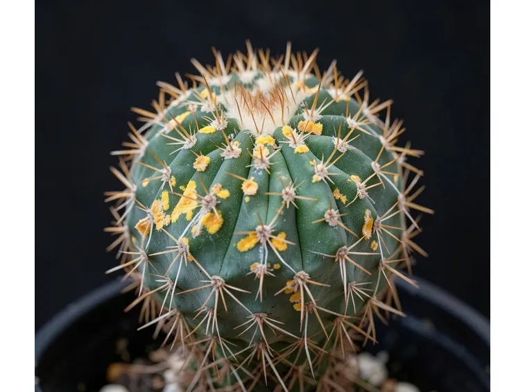 grusone