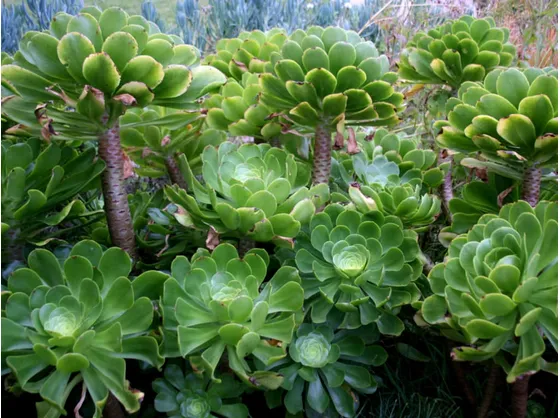 Aeonium undulatum