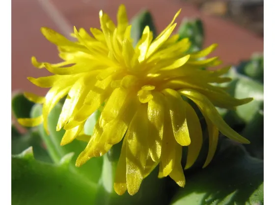 Faucaria