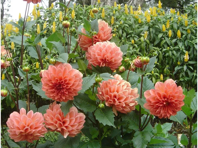 dalia